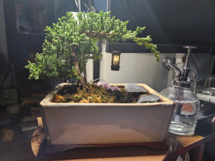 User Image Review Showing Beautiful Bonsai tree with a Lantern hanging from it