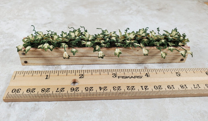 Dollhouse Inner Variegated Ivy in 5.25" Window Box Planter 1:12 Scale Miniature - MiniatureCrush