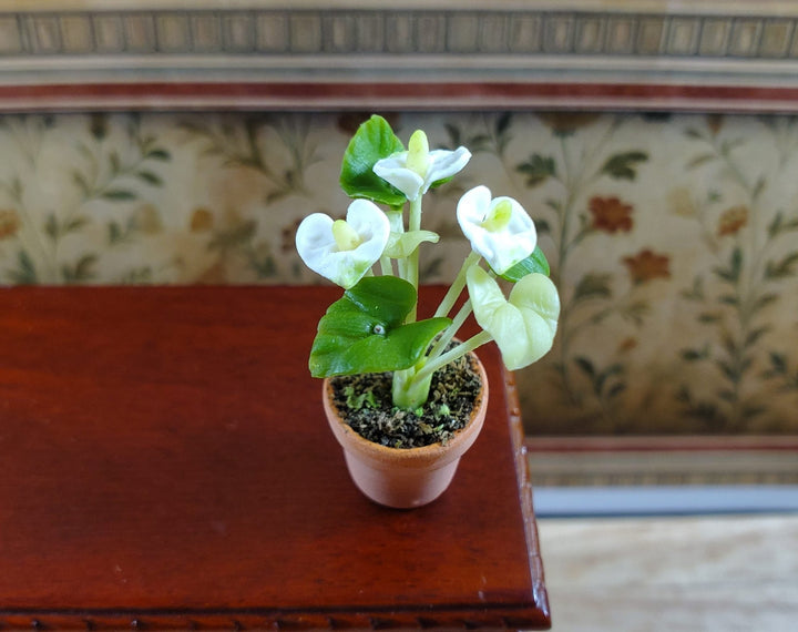 Dollhouse White Anthurium Flowering Plant Terra Cotta Pot 1:12 Scale Miniature - MiniatureCrush