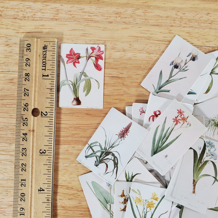100 Mini Nature Botanical Prints on Cardstock Flowers Floral Vintage Pictures Scrapbooking Stamping - Miniature Crush