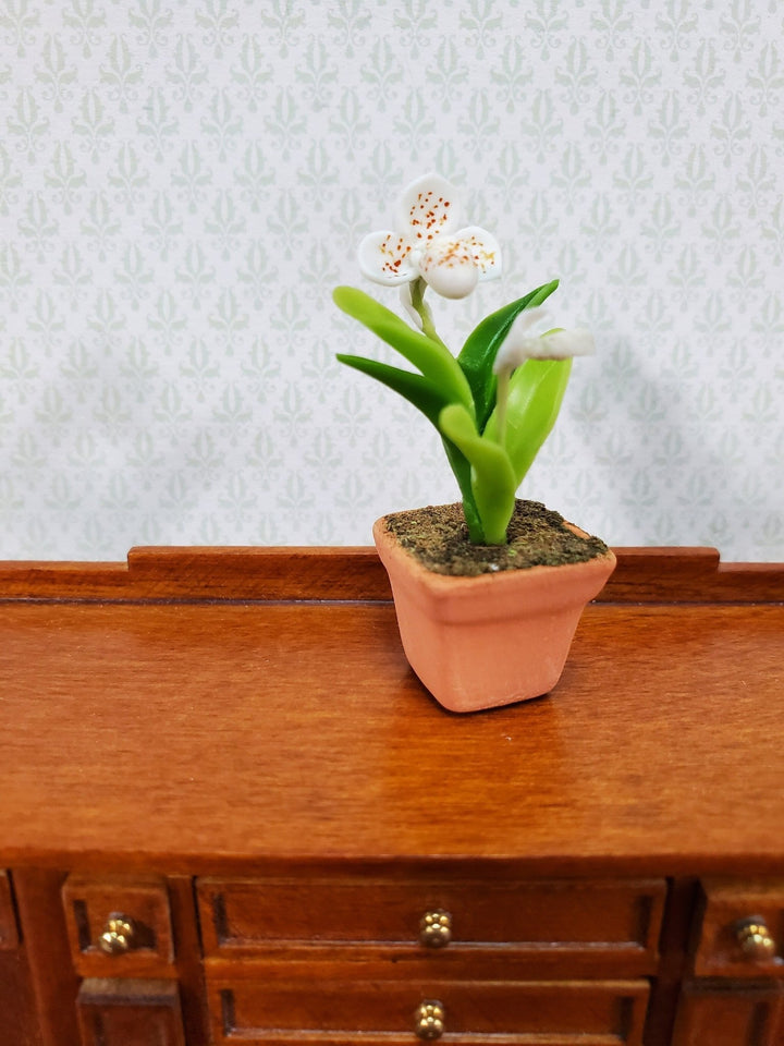Dollhouse Orchid White Plant in Terra Cotta Planter 1:12 Scale Miniature Decor - Miniature Crush