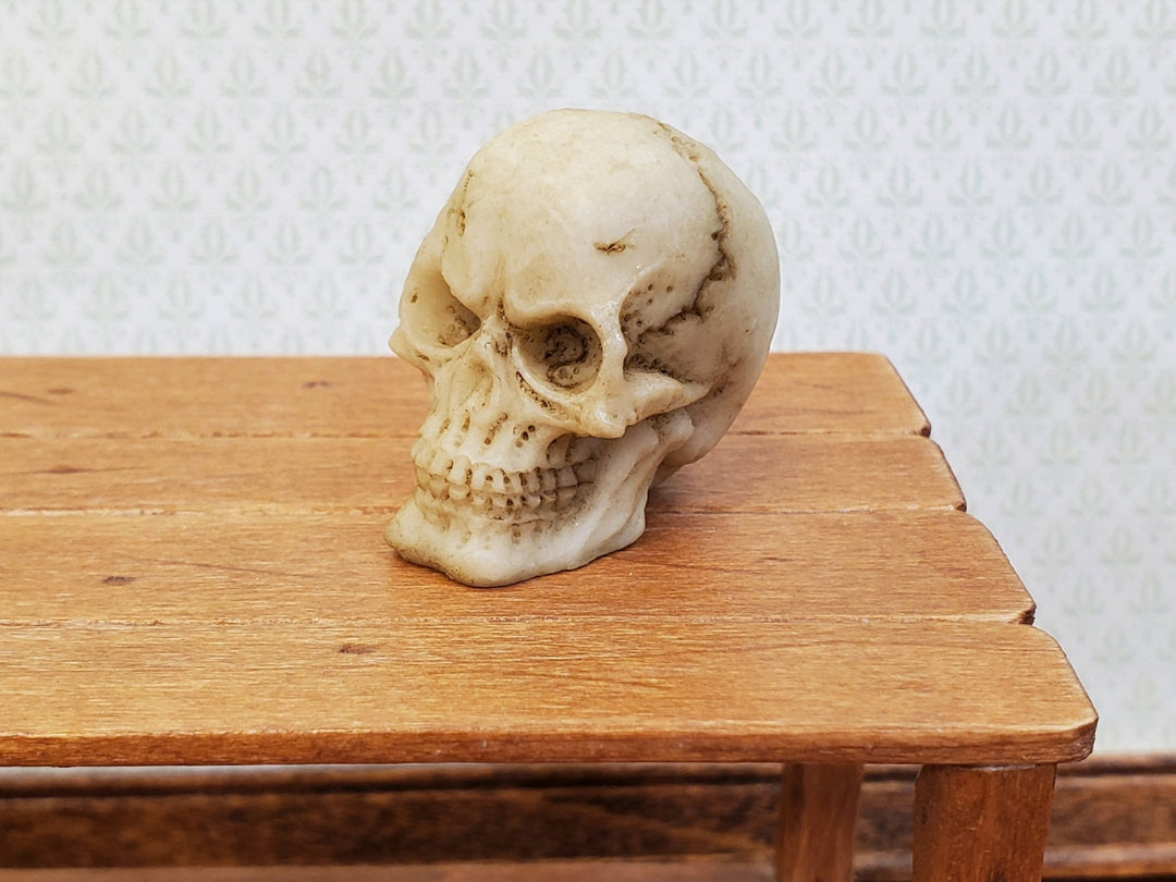 Miniature Skull 1" tall Tiny Human Skull 1:6 Scale Halloween Decoration Scale Model - Miniature Crush