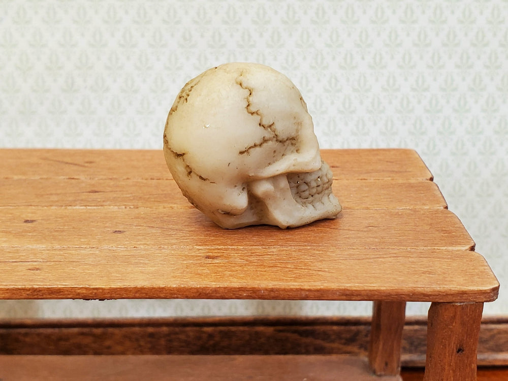 Miniature Skull 1" tall Tiny Human Skull 1:6 Scale Halloween Decoration Scale Model - Miniature Crush