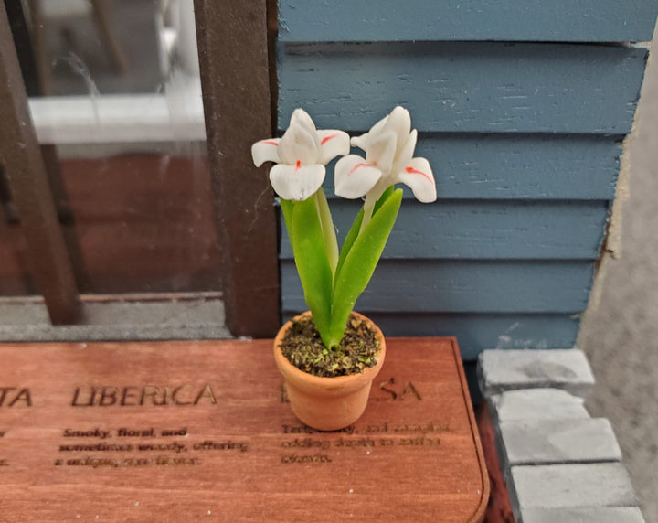 Dollhouse White Irises Plant in Terra Cotta Planter 1:12 Scale Miniature Garden