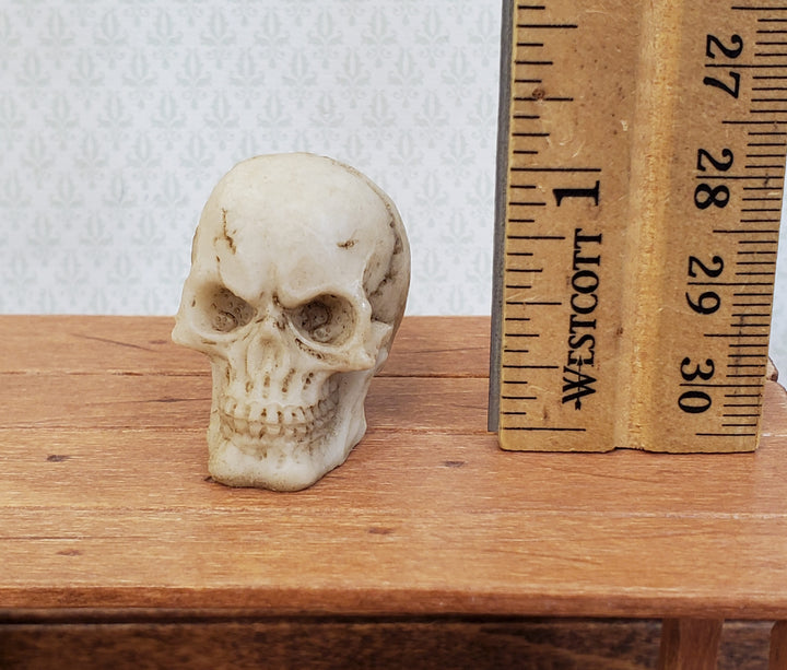 Miniature Skull 1" tall Tiny Human Skull 1:6 Scale Halloween Decoration Scale Model