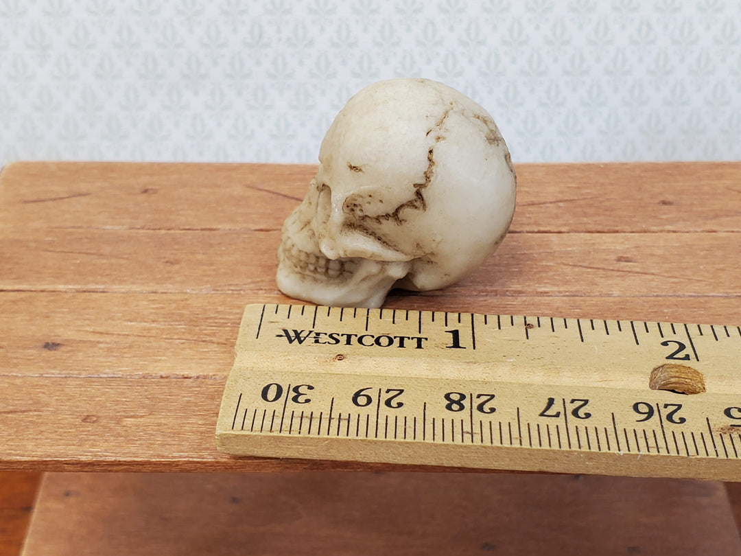 Miniature Skull 1" tall Tiny Human Skull 1:6 Scale Halloween Decoration Scale Model