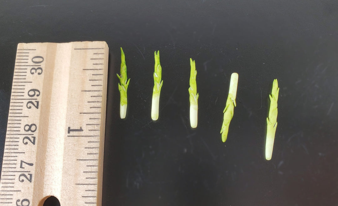 Dollhouse Asparagus Spikes 5 Pieces 1:12 Scale Miniature Food Vegetables - MiniatureCrush