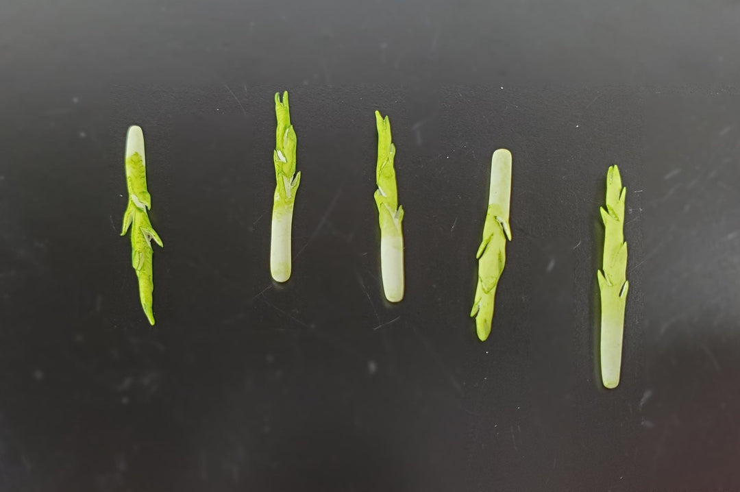 Dollhouse Asparagus Spikes 5 Pieces 1:12 Scale Miniature Food Vegetables - MiniatureCrush