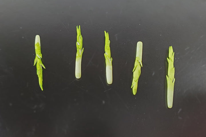 Dollhouse Asparagus Spikes 5 Pieces 1:12 Scale Miniature Food Vegetables - MiniatureCrush