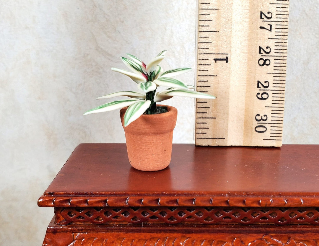 Dollhouse Blushing Bromeliad Variegated Plant in Terra Cotta Pot 1:12 Scale - MiniatureCrush