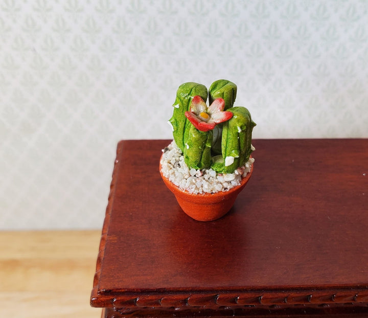 Dollhouse Flowering Cactus Plant in a Terra Cotta Planter 1:12 Scale Miniature - MiniatureCrush