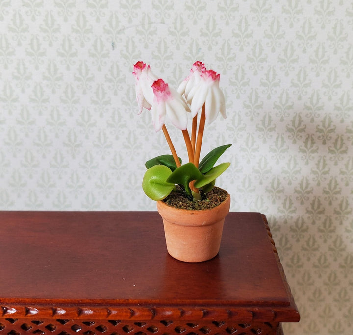Dollhouse Flowering White Fuchsia Plant in Terra Cotta Pot 1:12 Scale Miniature - MiniatureCrush