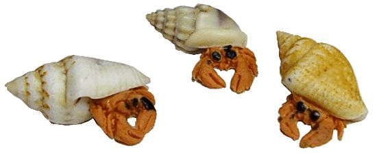 Dollhouse Hermit Crabs Set of 3 1:12 Scale Miniatures Pets Animals - MiniatureCrush