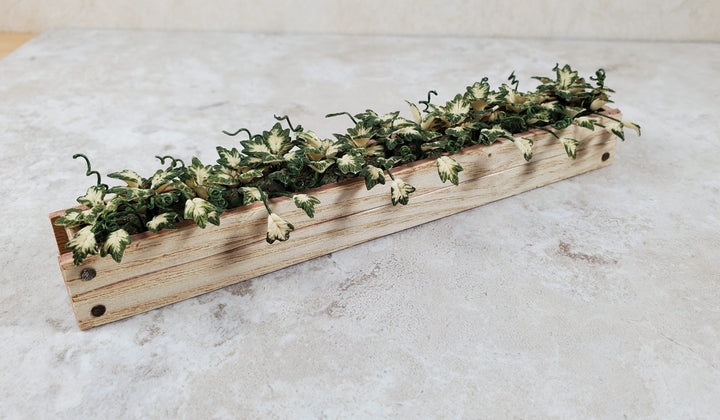 Dollhouse Inner Variegated Ivy in 5.25" Window Box Planter 1:12 Scale Miniature - MiniatureCrush