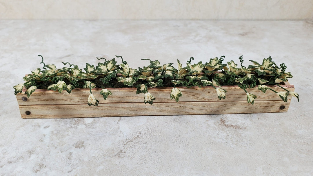 Dollhouse Inner Variegated Ivy in 5.25" Window Box Planter 1:12 Scale Miniature - MiniatureCrush