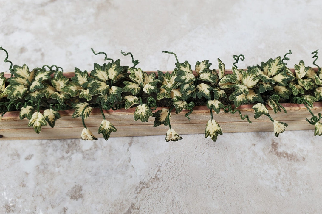 Dollhouse Inner Variegated Ivy in 5.25" Window Box Planter 1:12 Scale Miniature - MiniatureCrush