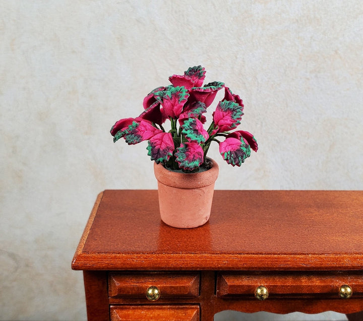 Dollhouse Pink Variegated Coleus Plant in a Terra Cotta Pot 1:12 Scale Miniature - MiniatureCrush