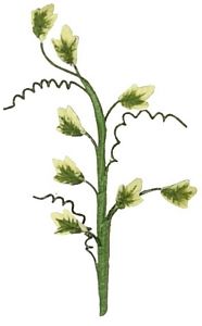 Dollhouse Single English Ivy Small Stem with Foliage 1:12 Scale Miniature - MiniatureCrush