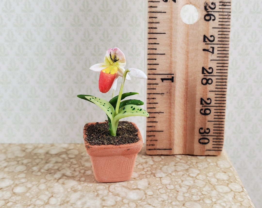 Dollhouse Slipper Orchid Plant in Terra Cotta Planter 1:12 Scale Miniature - MiniatureCrush