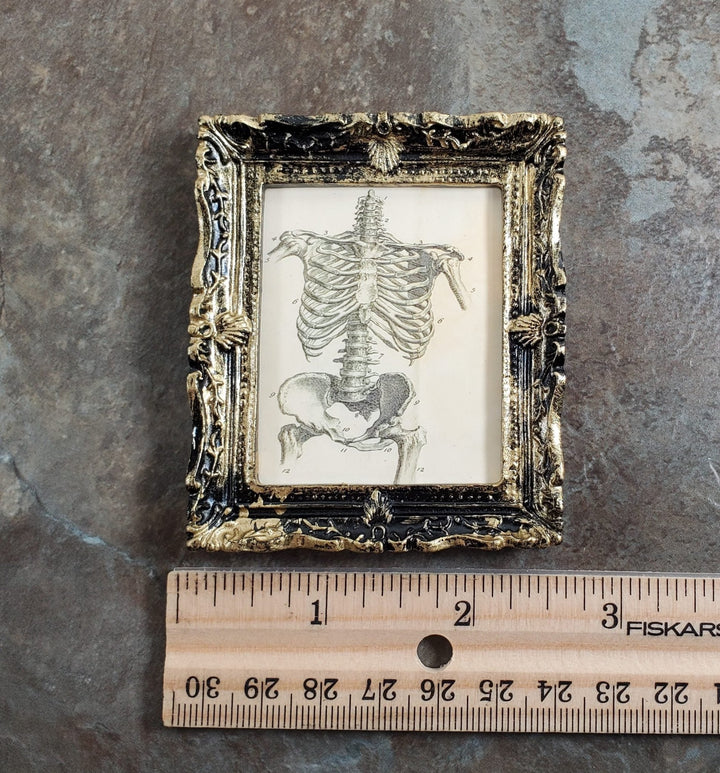 Miniature Skeleton Torso Framed Print 1:12 Scale Halloween Haunted House - Miniature Crush