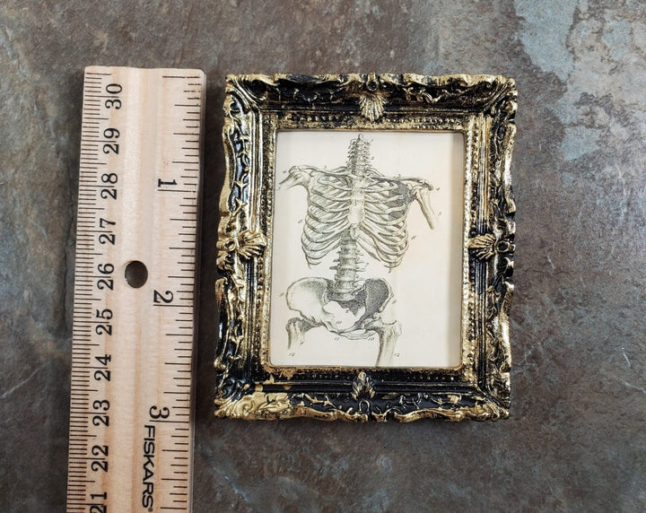 Miniature Skeleton Torso Framed Print 1:12 Scale Halloween Haunted House - Miniature Crush