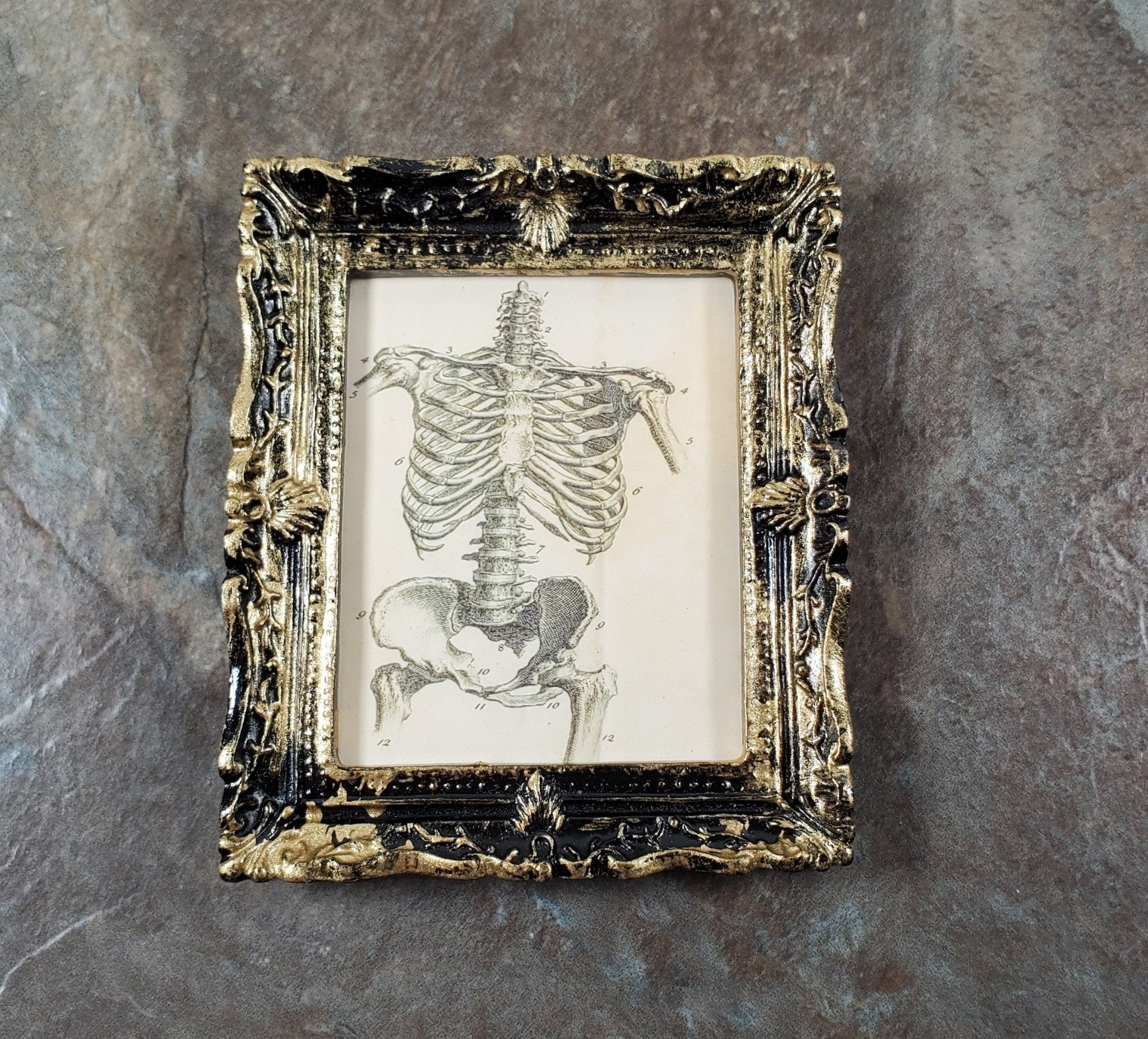 Miniature Skeleton Torso Framed Print 1:12 Scale Halloween Haunted ...