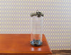 Tiny Tube Jar Glass Cover on Base Display Miniature Curiosities 1 9/16