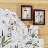 100 Mini Nature Botanical Prints on Cardstock Flowers Floral Vintage Pictures Scrapbooking Stamping - Miniature Crush