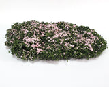 Flowering Shrub Mat Creeping Phlox Pink Model RR Dioramas Dollhouses Scenery - Miniature Crush