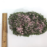 Flowering Shrub Mat Creeping Phlox Pink Model RR Dioramas Dollhouses Scenery - Miniature Crush
