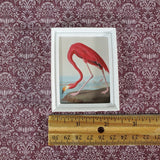 Miniature Pink Flamingo Print John James Audubon 1:12 Scale Dollhouse - Miniature Crush