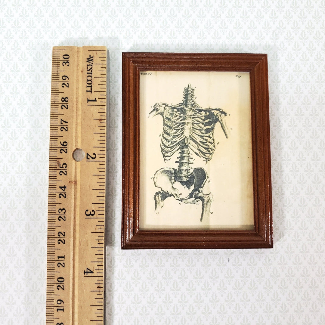Miniature Skeleton Torso Framed Print 1:12 Scale Halloween Haunted House - Miniature Crush