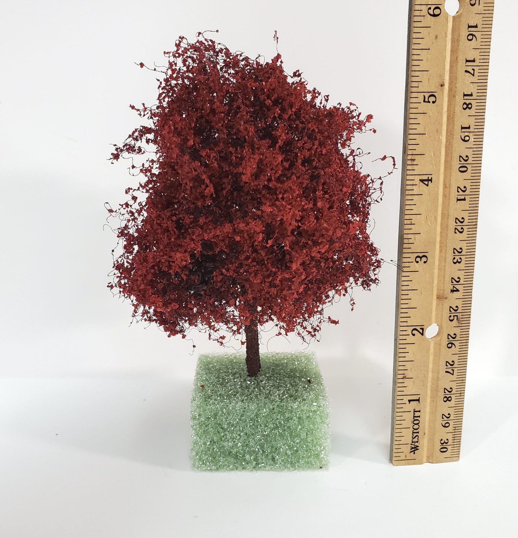 Miniature Tree or Bush Red Japanese Maple 4